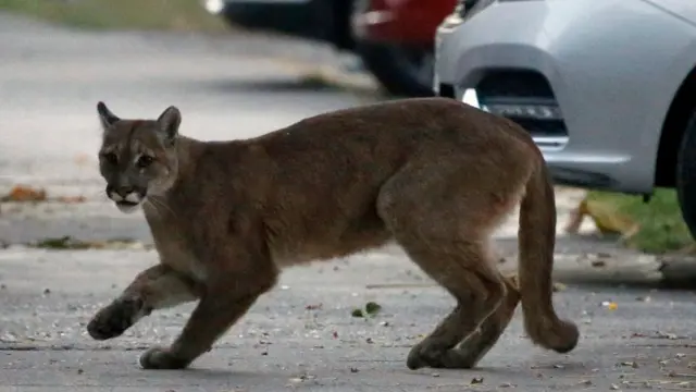Puma en las calles de Santiago, Chile.