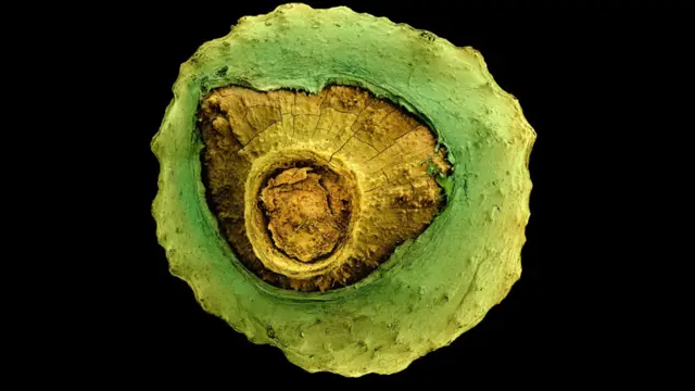 Semilla de Musca acuminata