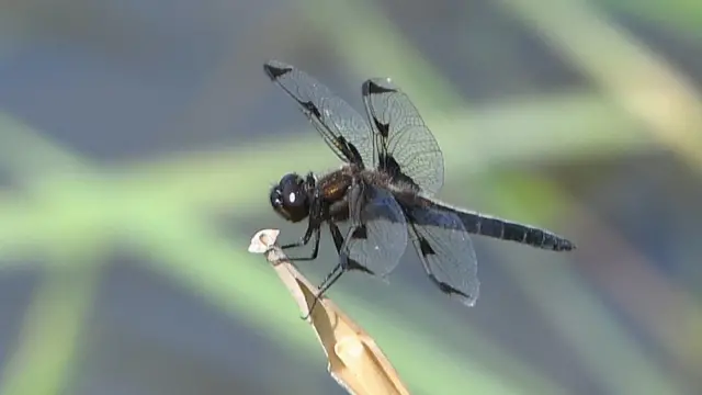 (캡션) 대모잠자리(멸종위기 2급). 일부 연구자들은 전 세계 거의 모든 곳에서 앞으로 수십 년간 곤충 종의 40%가 멸종될 수 있다고 경고했다