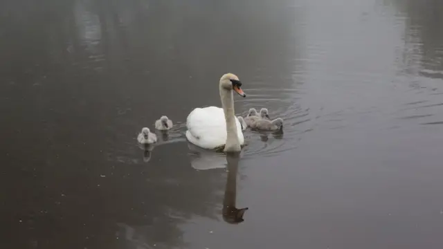 Лебеди в пруду.