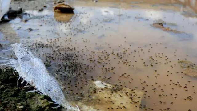 একটি ডোবা মশার প্রজনন ক্ষেত্রে পরিণত হয়েছে।
