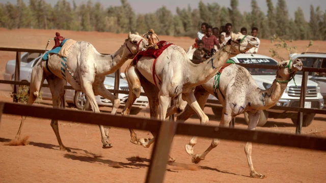 Mutane su na sowa zaune a bayan a kori-kura a lokacin tseren rakuma a kusa da Omdurman, Sudan -ranar Juma'a 19 Maris 2021