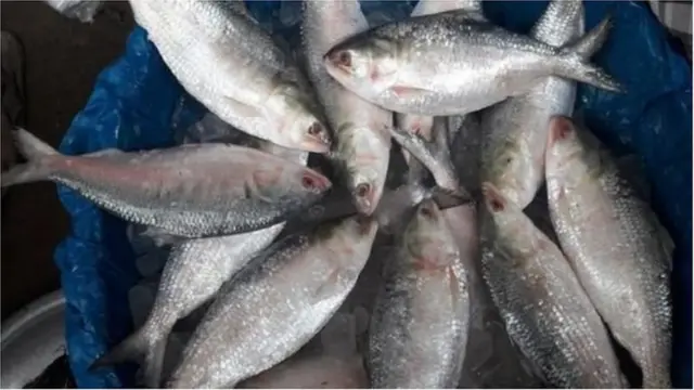 বাংলাদেশে পরপর দুই বছর ইলিশের ব্যাপক আহরণ হয়েছে