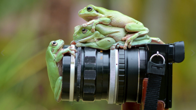 Wildlife photograph of frogs by Muhammad Roem
