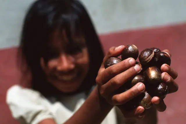 Biji-biji pala di tangan seorang gadis kecil penduduk Pulau Run, dalam sebuah foto dokumentasi.