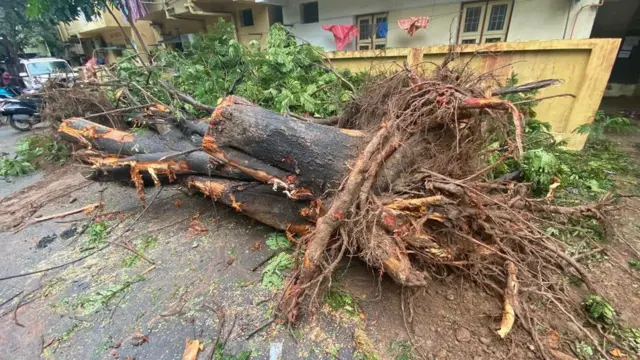 வேரற்று விழுந்து வெட்டி அகற்றப்பட்ட மரம். சென்னையில் ஒரு காட்சி.