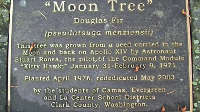 Placa365bet resultadoun árbol lunar plantado en Washington