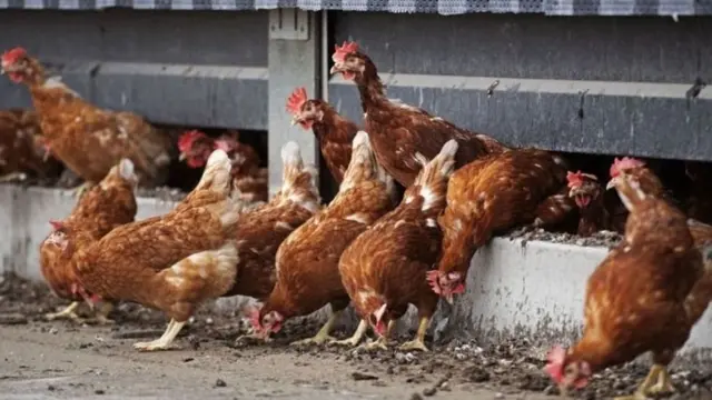 बर्ड फ्ल्यू, परभणी, कोंबड्या, पक्षी. पोल्ट्री