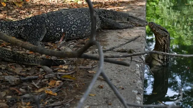 ตัวเงินตัวทองสองตัว