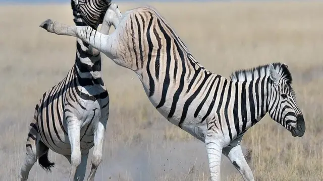 حمار وحشي يوجه ركلة بقدميه لحمار آخر