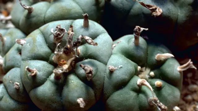 පෙයෝට් (peyote)