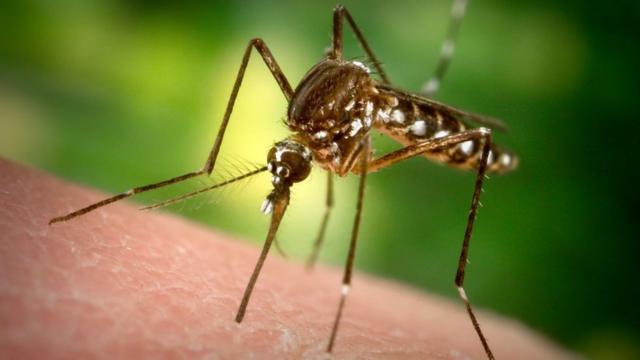 комар Aedes aegypti