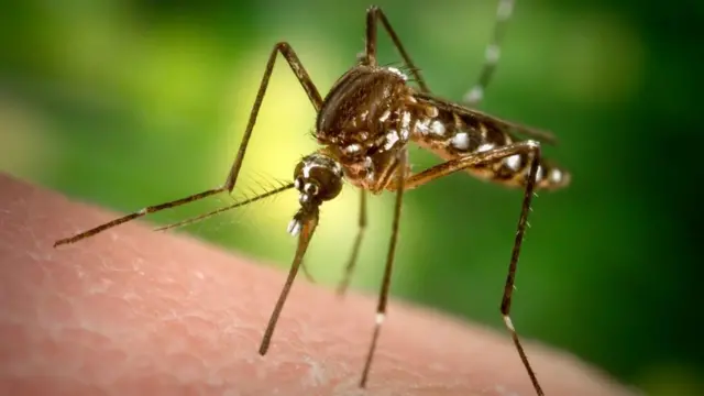 Aedes aegypti