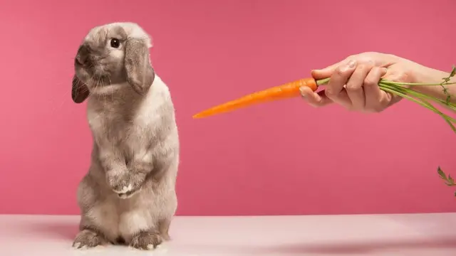 وقت دست رد زدن به سینه هویج و قبول علوفه است