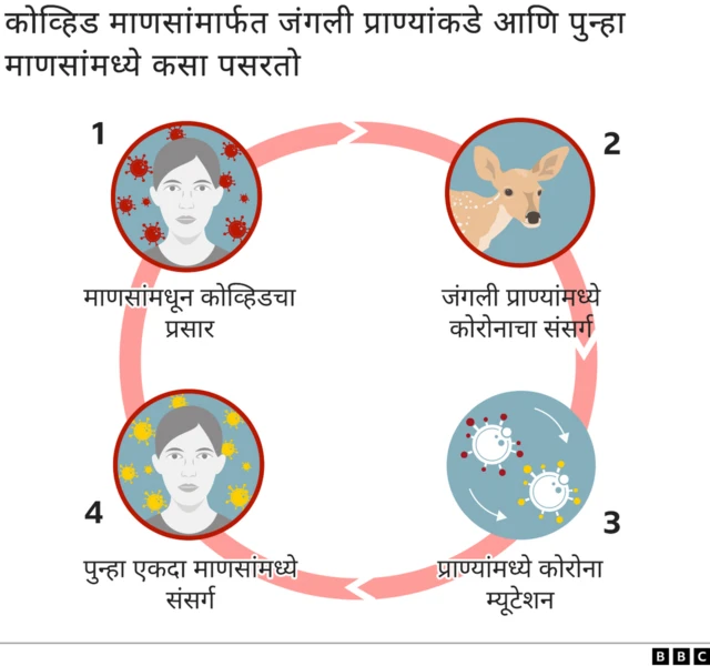 कोरोना