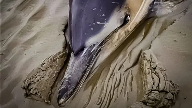 delfin nasukan na pesku