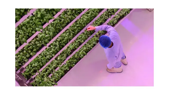 Le plasma réveille la graine et l'aide à mieux absorber l'eau et les nutriments.