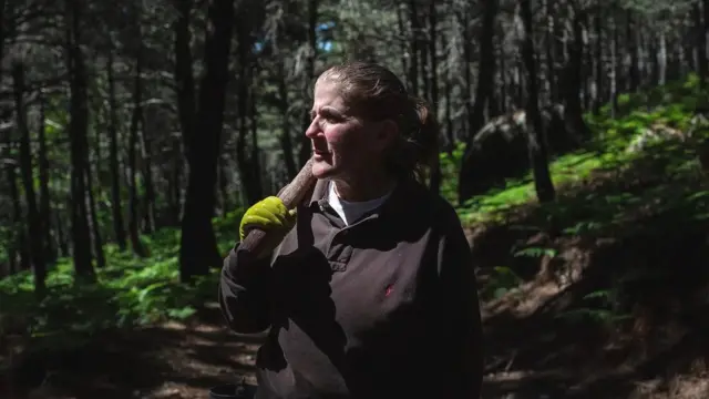 صنوبر کے جنگلات