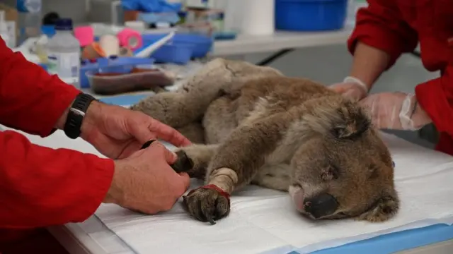 Коалы признаны исчезающим видом. Все из-за пожаров и вырубки лесов ...