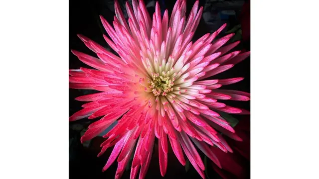 Imagen de un lector de BBC Mundo por el tema "Flores"