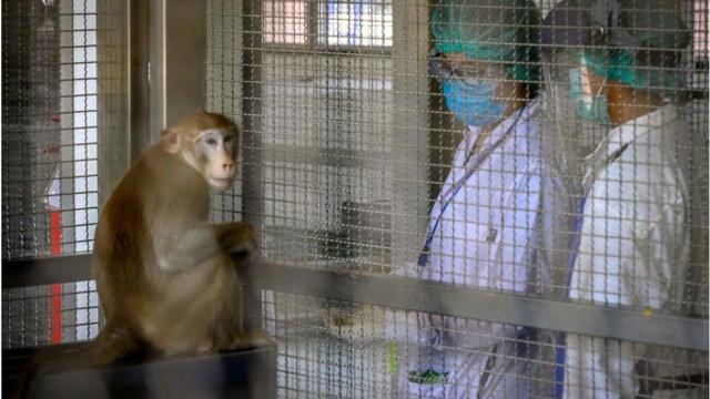 Um macacomega sena internetuma gaiola