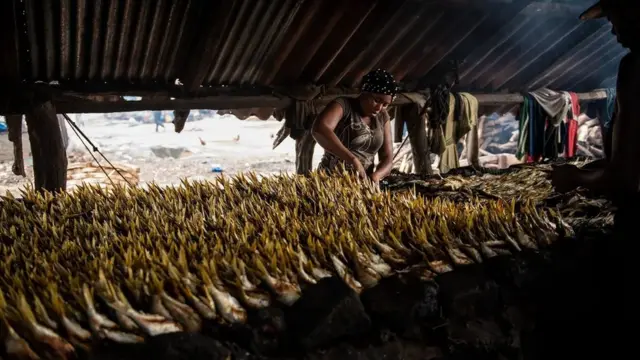L'explosion de la production de farine de poisson a eu un effet décisif sur la quantité de poissons que les Gambiens peuvent pêcher pour se nourrir.