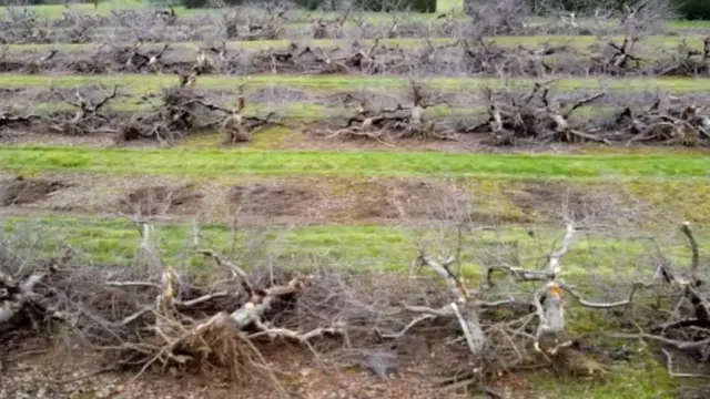 Tanaman apel di Kent, Inggris