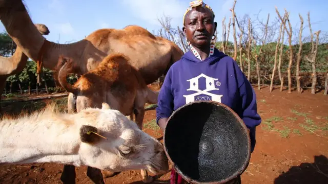 الإبل تعد من الممتلكات القيمة في مارسابيت، ويخالط البشر في مختلف أنحاء العالم هذه الحيوانات