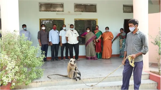 కొండముచ్చులకు కోతులు భయపడతాయి