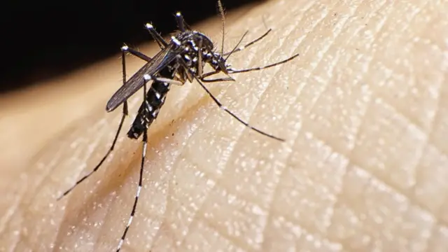 Aedes aegypti