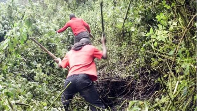 Les guides de montagne et les porteurs ont tracé de nouvelles routes dans les sous-bois car de nombreux sentiers ont été détruits par les glissements de terrain