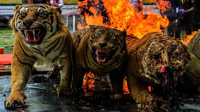 Opsetan harimau Sumatra dimusnahkan di Balai Konservasi Sumber Daya Alam Palembang, 18 Maret 2022.