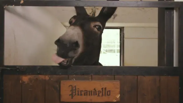 В первом же кадре фильма мы видим осла со звучным и красивым именем Пиранделло