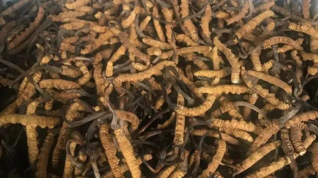 सङ्कलन गरिएको यार्सागुम्बा