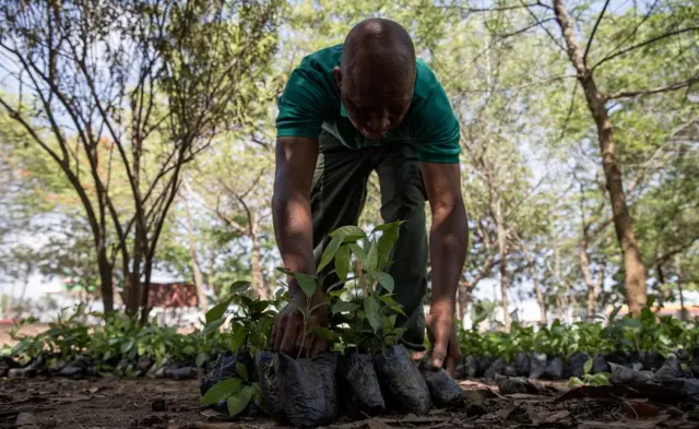 A man counting seedlings