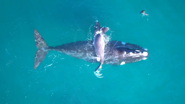Ballena franca austral con su cría