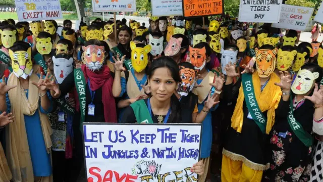 বাংলাদেশ ও ভারতে বাঘ রক্ষায় নানা উদ্যোগ নেয়া হলেও বাঘশিকার কমছে না