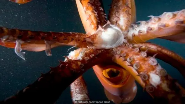 स्क्विड