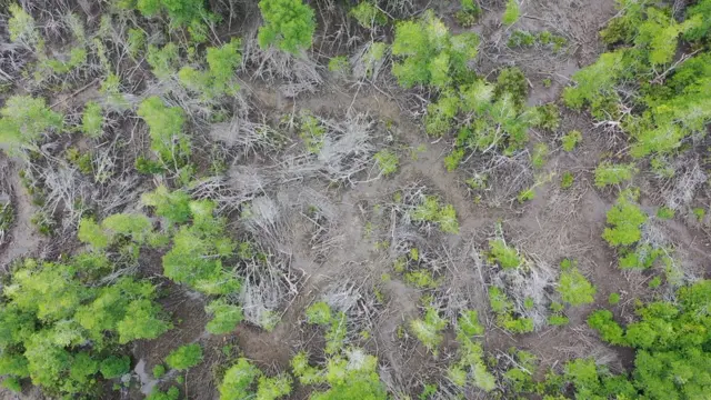Foto udara hutan mangrove yang rusak akibat penebangan untuk tungku arang di Batu Ampar, Kubu Raya.