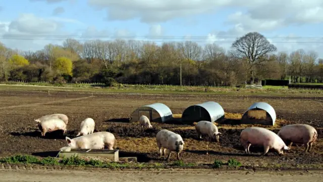 Свиноферма в Линкольншире