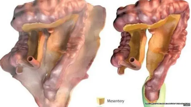 शरीर का 79वां अंग मेसेन्टरी
