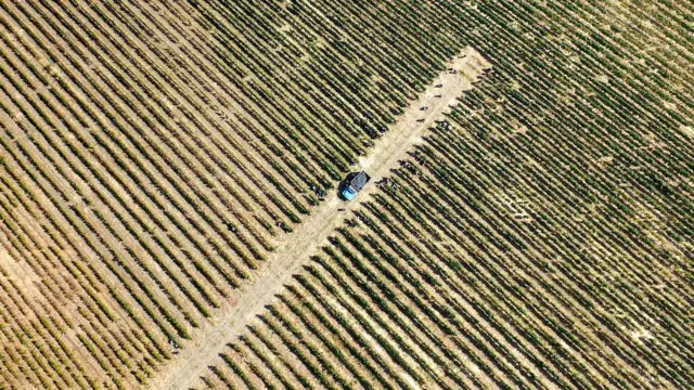 ড্রোন থেকে তোলা কৃষি জমির ছবি।