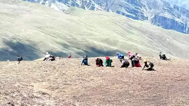 बहुमुल्य जडिवुटी यार्सा संकलनको लागि गतवर्ष डोल्पाका पाटन पुगेका सर्वसाधारण