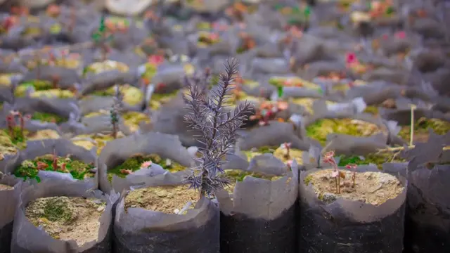 صنوبر کا پودا