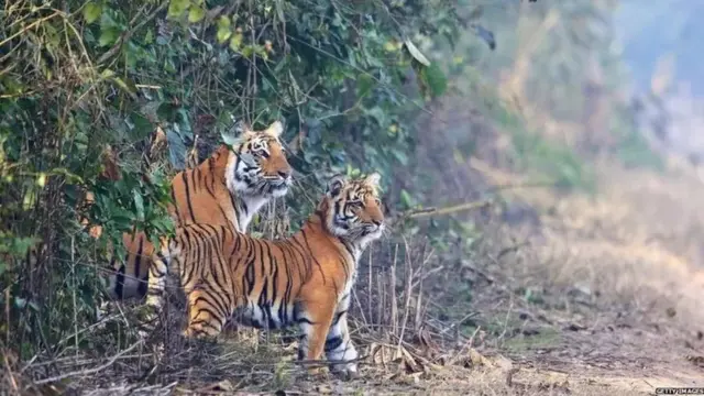 పులుల మరణాలు