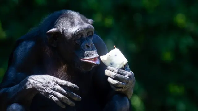 зоопарк Магдебурга