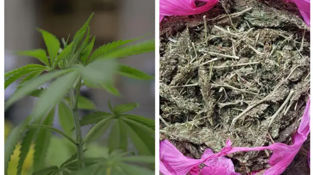 Hashiisii (baala sammuu adoochu)