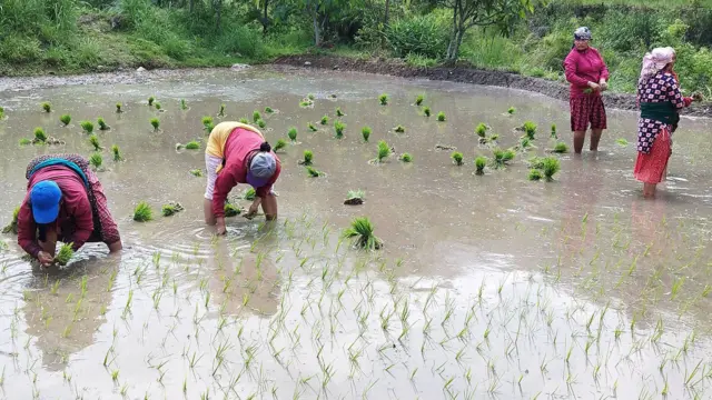 लमजुङको बेंसीसहर नगरपालिका-२ स्थित खहरेमा खेत रोप्दै किसान