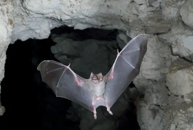 வெளவால்