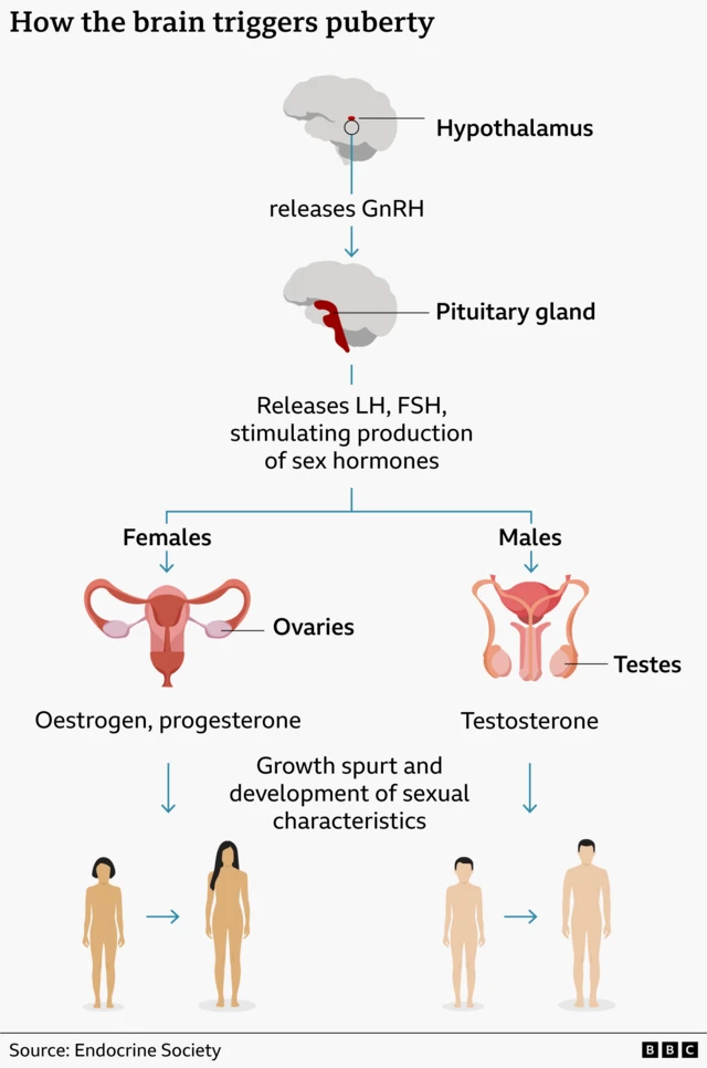Infographic shows how the brain triggers puberty, leading to the increased production of sex hormones and the development of sexual characteristics